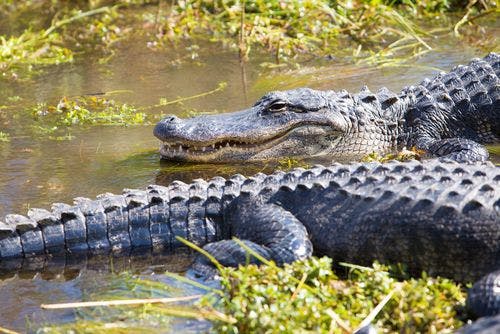Alligators dans les Everglades