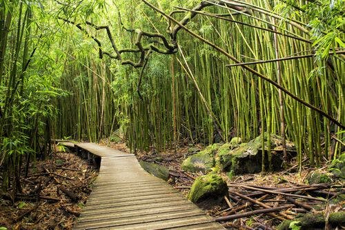 bamboo-hawaii.jpg