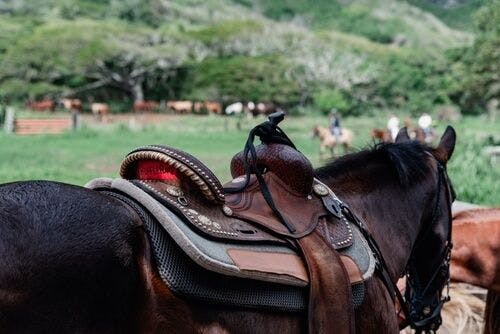 horse-hawaii.jpg