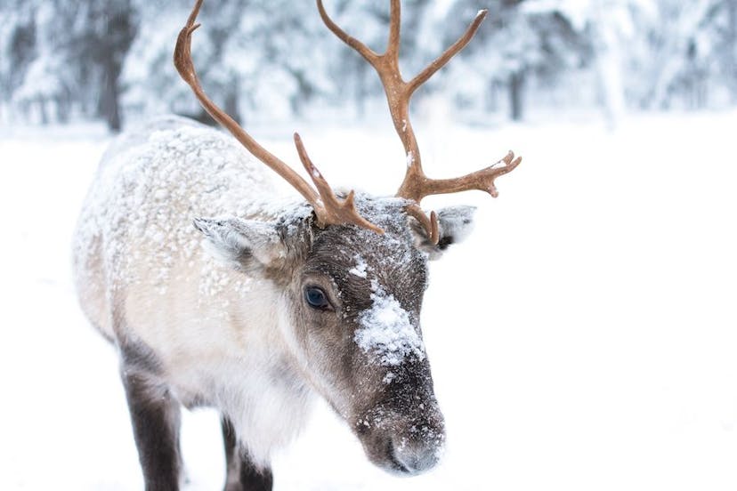 reindeer-christmas-alaska.jpg
