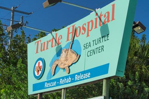 Turtle Hospital