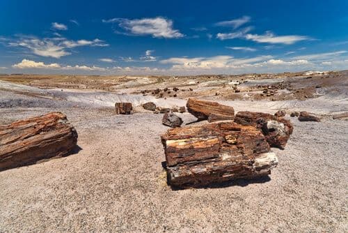 petrified-forest.jpg