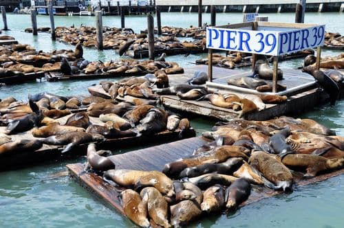 pier39.jpg