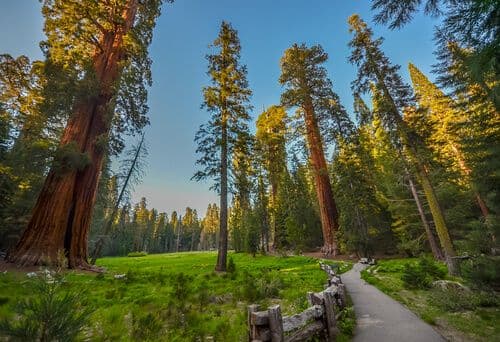 sequoia-national-park.jpg