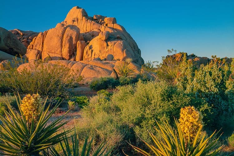 Image de Joshua Tree