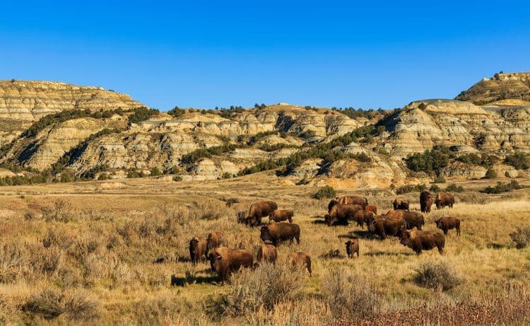 Theodore Roosevelt National Park