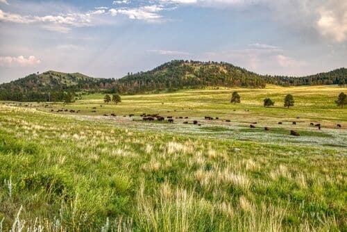 Bisons dans le parc national de Wind Cave