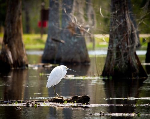 Aigrette neigeuse perchée sur bout de cyprès dans le Sam Houston Jones State Park