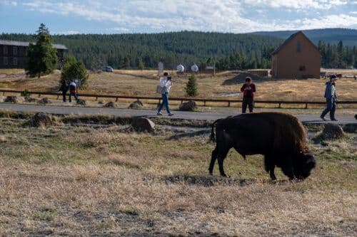 Un bison à Yellowstone