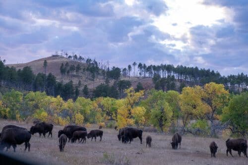 Troupeau de bisons au Custer State Park