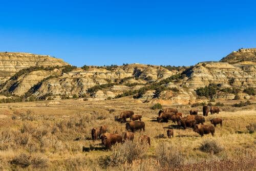 Des bisons dans le Theodore Roosevelt National Parc