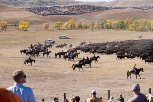 Le Buffalo Round Up au Custer State Park