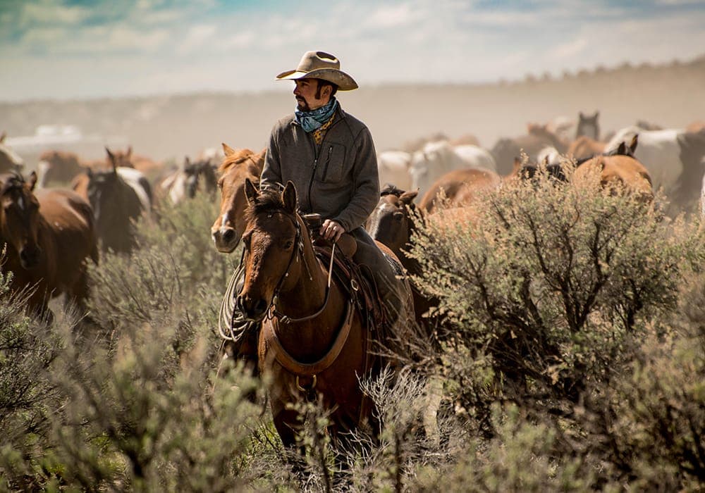 Cowboy américain sur son cheval
