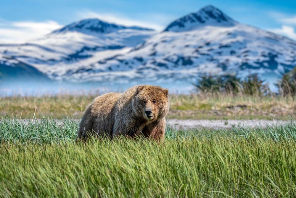 Un ours brun d'Alaska