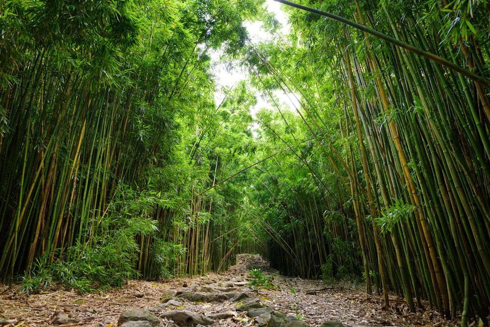 Image de L'époustouflante Bamboo Forest d'Hawaï