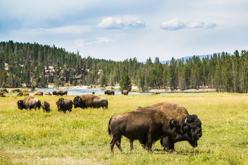 Troupeau de bisons dans le parc de Yellowstone