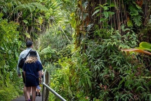Chemin de randonnée vers les Akaka Falls