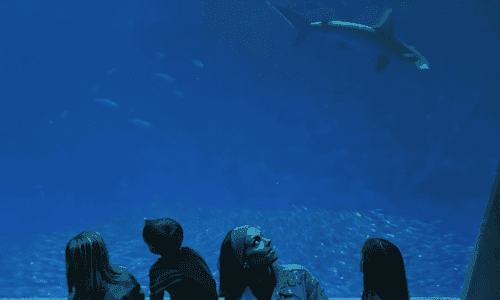 L'aquarium de Monterey