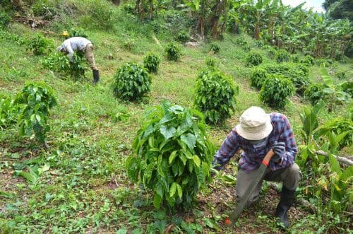 Plantation de café à Porto Rico