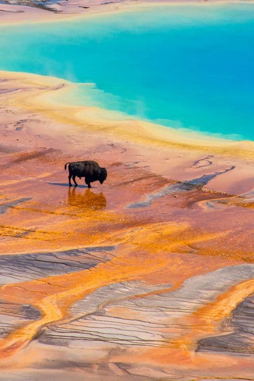 Bison au parc national Yellowstone