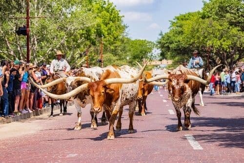 Rassemblement de vaches à longues cornes