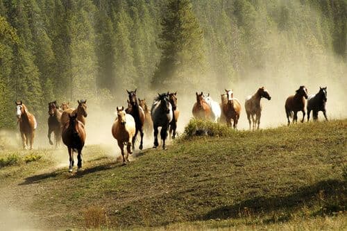 Chevaux dans un ranch dans le Montana