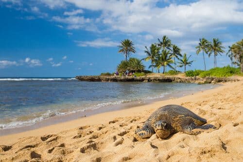 Plage d'Haleiwa, North Shore - Hawai