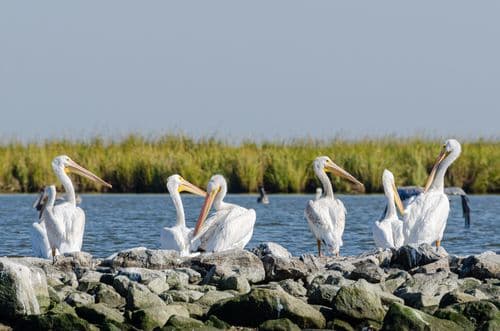Pélicans dans la baie de Barataria