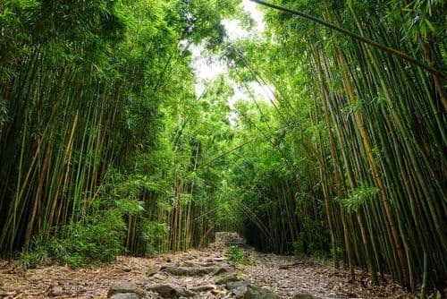 Image de L'époustouflante Bamboo Forest d'Hawaï